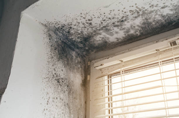 Affordable Bathroom Mold Removal solutions in New Providence, PA